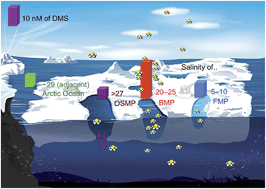 Graphical abstract: Unexpectedly high dimethyl sulfide concentration in high-latitude Arctic sea ice melt ponds