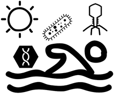 Graphical abstract: Risk-based water quality thresholds for coliphages in surface waters: effect of temperature and contamination aging