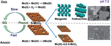 Graphical abstract: Impact of dissolved O2 on phenol oxidation by δ-MnO2