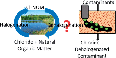 Graphical abstract: Diverse dechlorinators and dechlorination genes enriched through amendment of chlorinated natural organic matter fractions