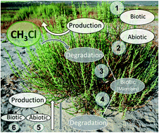 Graphical abstract: Sources and sinks of chloromethane in a salt marsh ecosystem: constraints from concentration and stable isotope measurements of laboratory incubation experiments