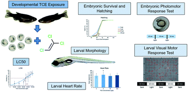 Graphical abstract: Developmental toxicity of trichloroethylene in zebrafish (Danio rerio)