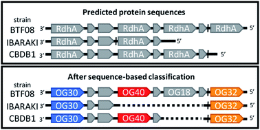 Graphical abstract: Insights into origins and function of the unexplored majority of the reductive dehalogenase gene family as a result of genome assembly and ortholog group classification