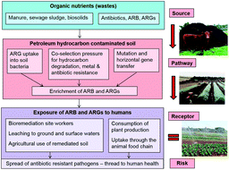 Graphical abstract: Potential risks of antibiotic resistant bacteria and genes in bioremediation of petroleum hydrocarbon contaminated soils