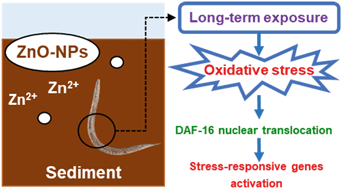 Graphical abstract: Long-term sediment exposure to ZnO nanoparticles induces oxidative stress in Caenorhabditis elegans