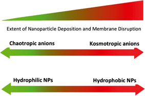 Graphical abstract: Interactions between polystyrene nanoparticles and supported lipid bilayers: impact of charge and hydrophobicity modification by specific anions