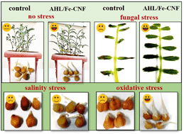Graphical abstract: Bacterial homoserine lactones as a nanocomposite fertilizer and defense regulator for chickpeas