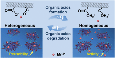 Graphical abstract: Performing homogeneous catalytic ozonation using heterogeneous Mn2+-bonded oxidized carbon nanotubes by self-driven pH variation induced reversible desorption and adsorption of Mn2+