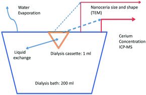 Graphical abstract: Surface-controlled dissolution rates: a case study of nanoceria in carboxylic acid solutions