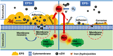 Graphical abstract: Roles of extracellular polymeric substances in the bactericidal effect of nanoscale zero-valent iron: trade-offs between physical disruption and oxidative damage