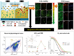 Graphical abstract: Differential toxicity of anatase and rutile TiO2 nanoparticles to the antioxidant enzyme system and metabolic activities of freshwater biofilms based on microelectrodes and fluorescence in situ hybridization