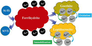 Graphical abstract: Fate of adsorbed arsenic during early stage sulfidization of nano-ferrihydrite