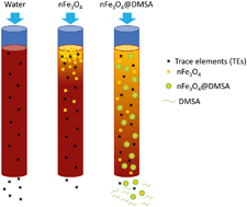 Graphical abstract: Trace element and organic matter mobility impacted by Fe3O4-nanoparticle surface coating within wetland soil