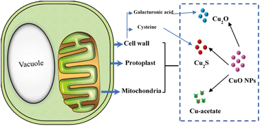 Graphical abstract: Transformation and species identification of CuO nanoparticles in plant cells (Nicotiana tabacum)