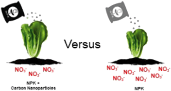 Graphical abstract: Graphite nanoparticle addition to fertilizers reduces nitrate leaching in growth of lettuce (Lactuca sativa)