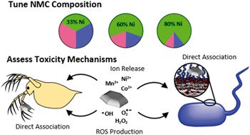 Graphical abstract: Nickel enrichment of next-generation NMC nanomaterials alters material stability, causing unexpected dissolution behavior and observed toxicity to S. oneidensis MR-1 and D. magna