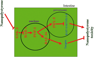 Graphical abstract: Response of intestinal signaling communication between the nucleus and peroxisome to nanopolystyrene at a predicted environmental concentration