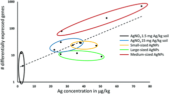 Graphical abstract: Surface coating and particle size are main factors explaining the transcriptome-wide responses of the earthworm Lumbricus rubellus to silver nanoparticles