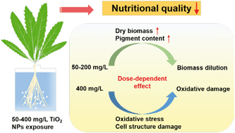 Graphical abstract: TiO2 nanoparticle exposure on lettuce (Lactuca sativa L.): dose-dependent deterioration of nutritional quality