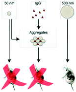 Graphical abstract: Controlled protein mediated aggregation of polystyrene nanoplastics does not reduce toxicity towards Daphnia magna