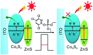 Graphical abstract: A direct Z-scheme ZnS/Co9S8 heterojunction-based photoelectrochemical sensor for the highly sensitive and selective detection of chlorpyrifos