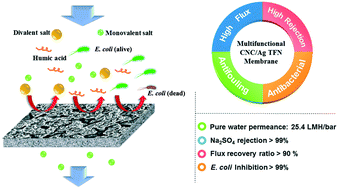 Graphical abstract: Cellulose nanocrystal/silver (CNC/Ag) thin-film nanocomposite nanofiltration membranes with multifunctional properties