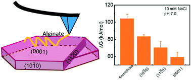 Graphical abstract: Single-molecule determination of the phase- and facet-dependent adsorption of alginate on iron oxides