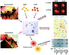 Graphical abstract: Species-specific sensitivity of Eisenia earthworms towards noble metal nanoparticles: a multiparametric in vitro study