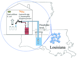Graphical abstract: Molecular survey of Legionella and Naegleria fowleri in private well water and premise plumbing following the 2016 Louisiana flood
