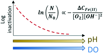 Graphical abstract: Bacteriophage inactivation as a function of ferrous iron oxidation