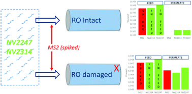 Graphical abstract: Monitoring the integrity of reverse osmosis membranes using novel indigenous freshwater viruses and bacteriophages