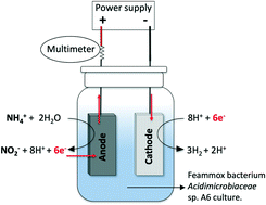 Graphical abstract: Oxidation of ammonium by Feammox Acidimicrobiaceae sp. A6 in anaerobic microbial electrolysis cells