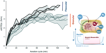 Graphical abstract: Oxygen transfer investigations in an aerobic granular sludge reactor