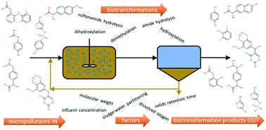 Graphical abstract: Clustering micropollutants based on initial biotransformations for improved prediction of micropollutant removal during conventional activated sludge treatment