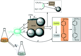 Graphical abstract: Dissolved organic matter modified magnetic carbon nanotubes enhance the bioremediation of azo dyes and Cr(vi)