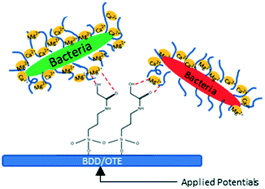 Graphical abstract: Bacteria poration on modified boron-doped diamond electrode surfaces induced by divalent cation chelation