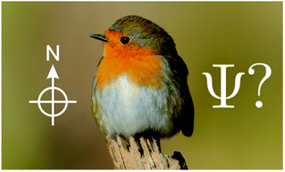 Graphical abstract: How quantum is radical pair magnetoreception?