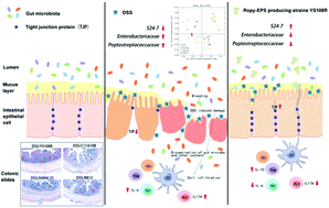 Graphical abstract: A ropy exopolysaccharide producing strain Bifidobacterium longum subsp. longum YS108R alleviates DSS-induced colitis by maintenance of the mucosal barrier and gut microbiota modulation