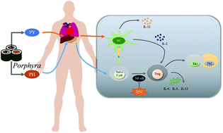 Graphical abstract: Two polysaccharides from Porphyra modulate immune homeostasis by NF-κB-dependent immunocyte differentiation