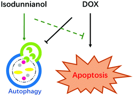 Graphical abstract: Isodunnianol alleviates doxorubicin-induced myocardial injury by activating protective autophagy