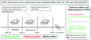 Graphical abstract: Anticancer activity and mechanism of total saponins from the residual seed cake of Camellia oleifera Abel. in hepatoma-22 tumor-bearing mice