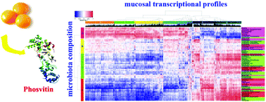 Graphical abstract: Effects of egg phosvitin on mucosal transcriptional profiles and luminal microbiota composition in murine colon