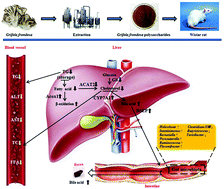 Graphical abstract: Grifola frondosa polysaccharides ameliorate lipid metabolic disorders and gut microbiota dysbiosis in high-fat diet fed rats