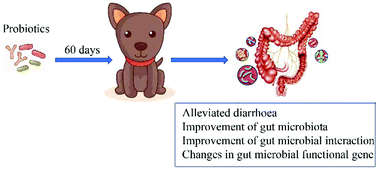 Graphical abstract: Metagenomic analysis revealed beneficial effects of probiotics in improving the composition and function of the gut microbiota in dogs with diarrhoea