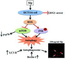 Graphical abstract: A surface-layer protein from Lactobacillus acidophilus NCFM induces autophagic death in HCT116 cells requiring ROS-mediated modulation of mTOR and JNK signaling pathways