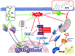Graphical abstract: Ferulic acid protects against methotrexate nephrotoxicity via activation of Nrf2/ARE/HO-1 signaling and PPARγ, and suppression of NF-κB/NLRP3 inflammasome axis