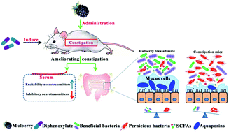 Graphical abstract: Protective effect of mulberry (Morus atropurpurea) fruit against diphenoxylate-induced constipation in mice through the modulation of gut microbiota