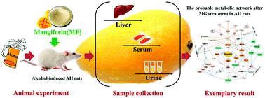 Graphical abstract: Mangiferin improves hepatic damage-associated molecular patterns, lipid metabolic disorder and mitochondrial dysfunction in alcohol hepatitis rats