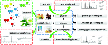 Graphical abstract: Catechin inhibits glycated phosphatidylethanolamine formation by trapping dicarbonyl compounds and forming quinone