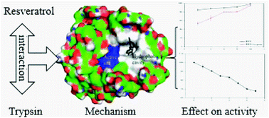 Graphical abstract: Molecular mechanism of the interaction between resveratrol and trypsin via spectroscopy and molecular docking